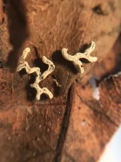Angioridium sinuosum thumbnail 4