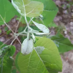 Aspen Serpentine Leafminer Moth thumbnail 4