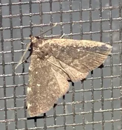 Julia's Idia Moth thumbnail 4