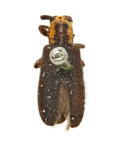 Eupogonius subarmatus thumbnail 2