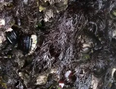 sea brush thumbnail 4