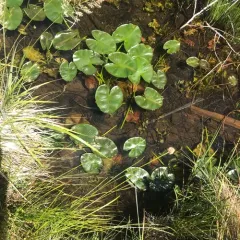 western yellow pond-lily thumbnail 4
