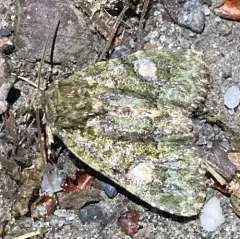 Spotted Phosphila Moth thumbnail 2