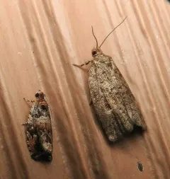 Olethreutes brevirostratum thumbnail 3