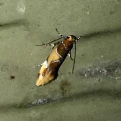 Orange-headed Callima Moth thumbnail 2