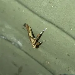 Walnut Caloptilia Moth thumbnail 2