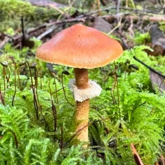 Pearly Powdercap thumbnail 2