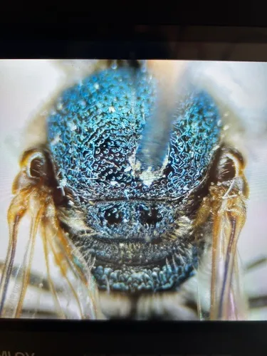 Lasioglossum hartii