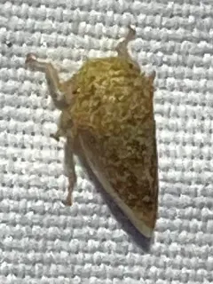 Cyrtolobus inermis thumbnail 2