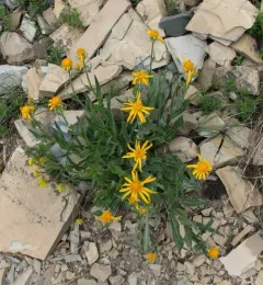 Nuttall's Ragwort thumbnail 4