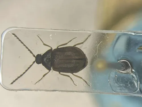 Ectopria leechi
