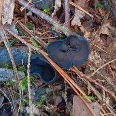 ebony cup thumbnail 1