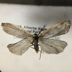 Bicolored Lichen Moth thumbnail 2