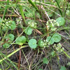 manyflower marshpennywort thumbnail 3
