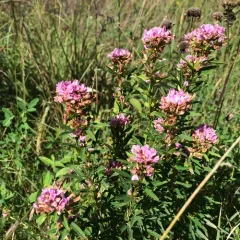 slender bush clover thumbnail 4