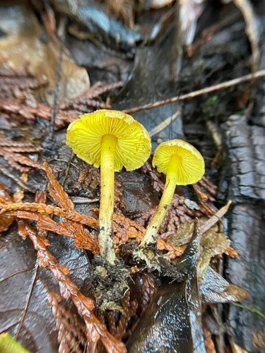 Yellow-gilled Cypress Lepiota