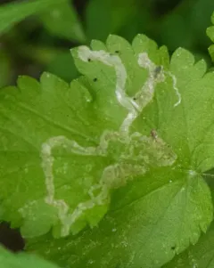 Phytomyza pastinacae thumbnail 4