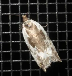 Little Cloud Ancylis Moth thumbnail 3
