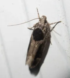Pseudochelaria walsinghami thumbnail 3