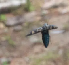 Buprestis maculipennis thumbnail 4