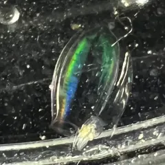 Dimophyes arctica thumbnail 2