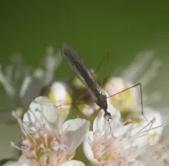 Toxorhina muliebris thumbnail 3