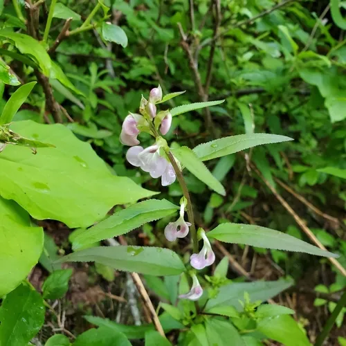 Sickletop Lousewort