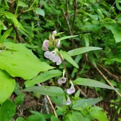 Sickletop Lousewort thumbnail 1