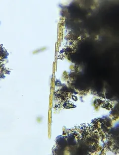 carpenter's rule diatom thumbnail 2