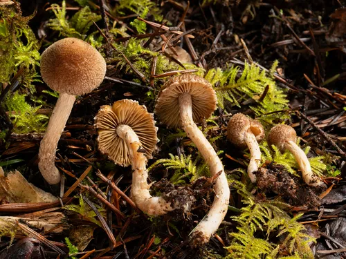 Inocybe griseoscabrosa
