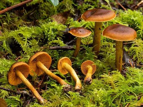Cortinarius ammiratii