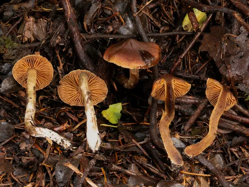 Cortinarius uraceus