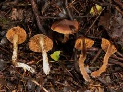 Cortinarius uraceus thumbnail 1