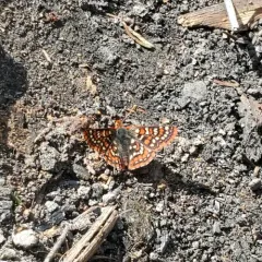 Edith's Checkerspot thumbnail 3