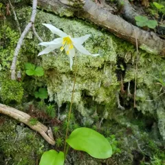 Avalanche lily thumbnail 3