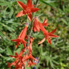 Scarlet Gilia thumbnail 2