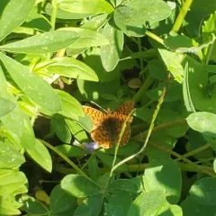 Pacific Fritillary thumbnail 2