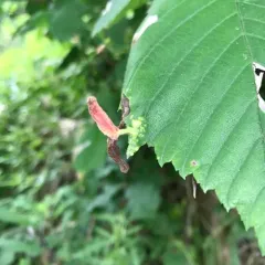 Rice Root Aphid thumbnail 2