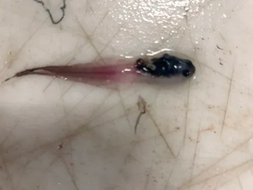 Blacksnout Seasnail