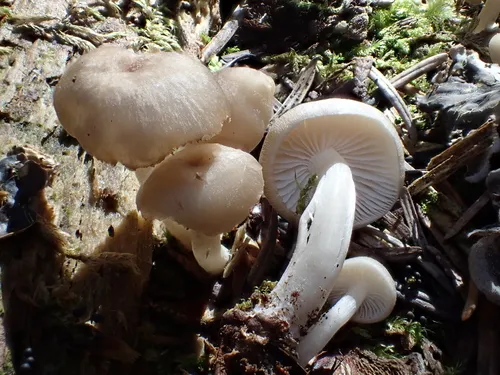Clitocybula abundans