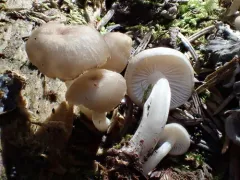 Clitocybula abundans thumbnail 1