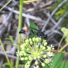 Ammophila evansi thumbnail 2