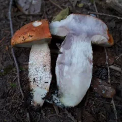 Leccinum ponderosum thumbnail 1