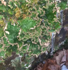 ruffled freckled pelt lichen thumbnail 1