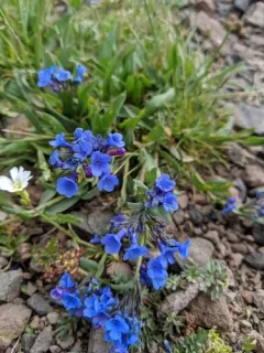 Alpine Bluebells thumbnail 2
