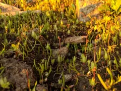 Bud Saxifrage thumbnail 2