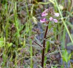 Marsh Lousewort thumbnail 2