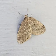 Winter Moth thumbnail 4