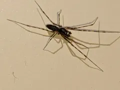 Arcuphantes arcuatulus thumbnail 4