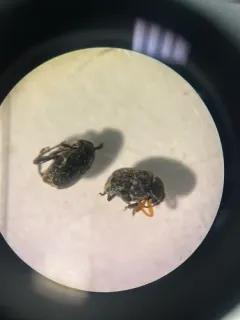 Vetch Bruchid thumbnail 3